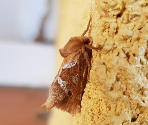 Triodia sylvina